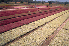 impressions of our container fields