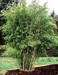 Bambus Fargesia murielae 'Deep Forest'