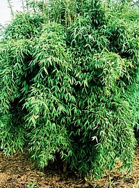 Bambus Fargesia murielae 'Silver Bird'