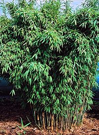 Bambus Fargesia murielae 'Standing Stone