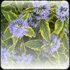 Caryopteris Summer Sorbet, trees