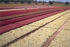 Heide, Erica, Calluna