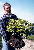 INKARHO� Rhododendron