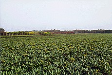 Feld mit Rhododendron