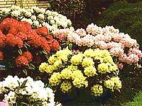 INKARHO� rhododendrons
